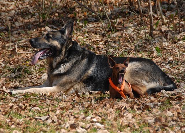 LAD_0076.jpg - Taro und Lomp