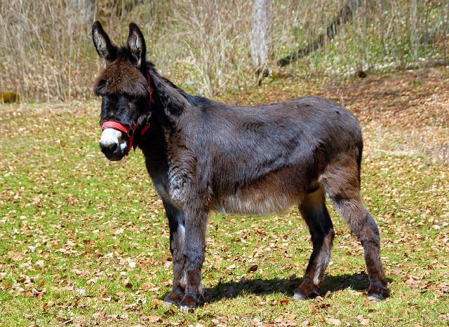 LAD_0111.jpg - Konrad