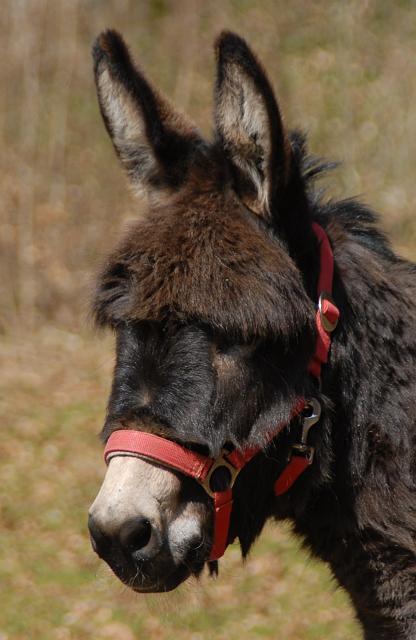 LAD_0112.jpg - Konrad