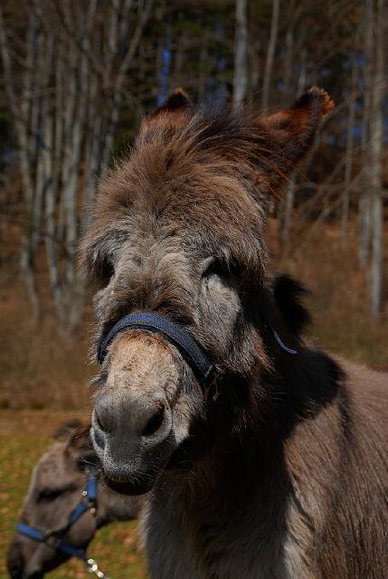 LAD_0122.jpg - Paula