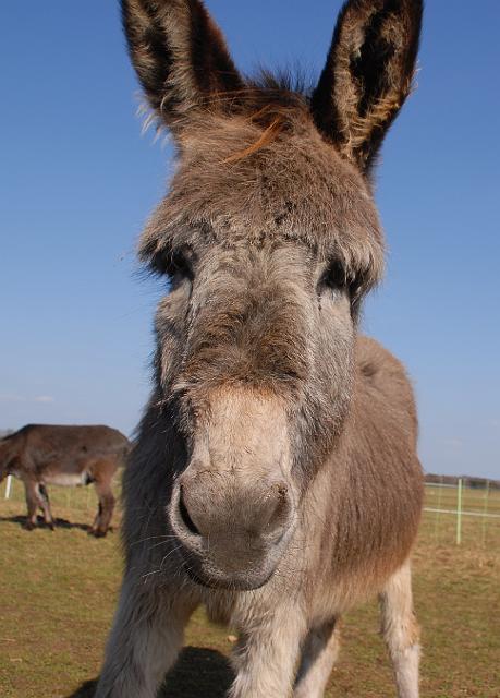 LAD_0137.jpg - Paula mag meine Nikon zum Fressen gern