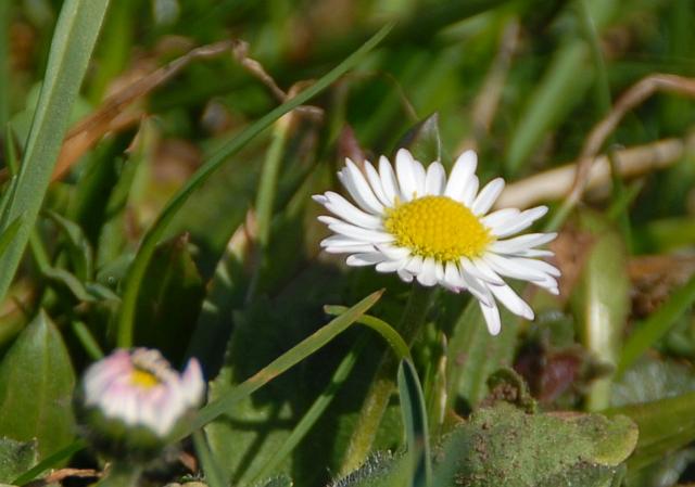 LAD_0216.jpg - Die ersten Blümchen auf der Alb