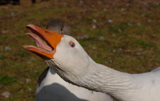 LAD_0221.jpg - Komm mir nicht zu nahe!!