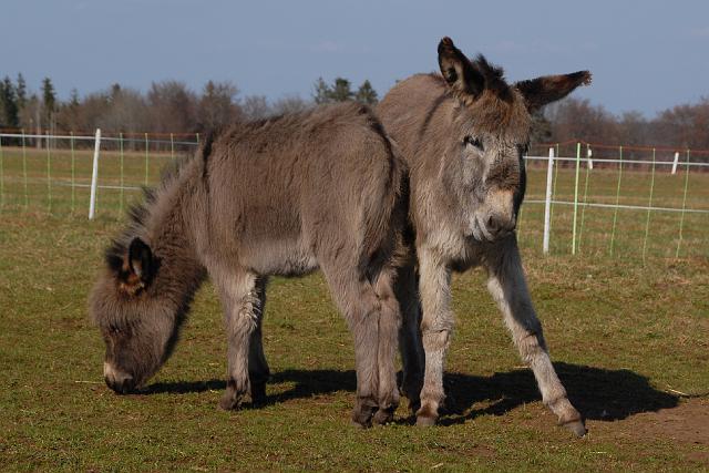 LAD_0236.jpg - Die zwei Schwestern Emma und Paula