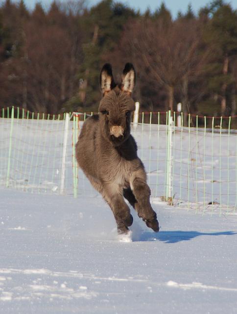 DSC_7101.jpg - Emma 4 Wochen alt