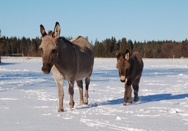 DSC_7114.jpg - Frieda mit Emma