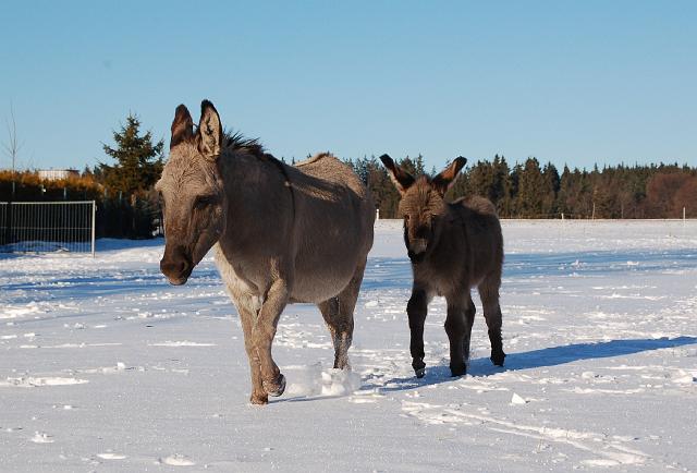 DSC_7115.jpg - Frieda mit Emma