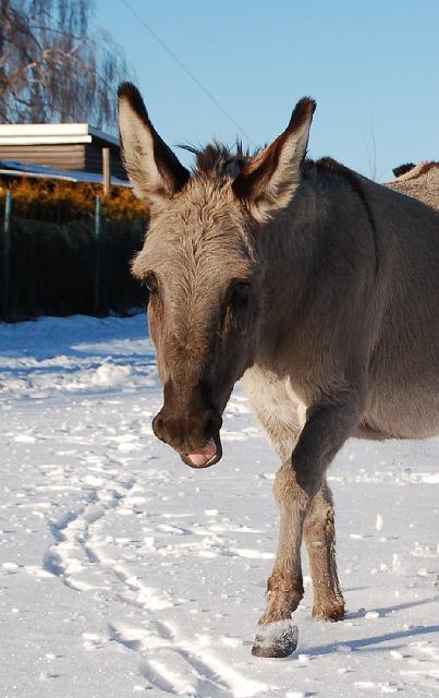 DSC_7117.jpg - Frieda