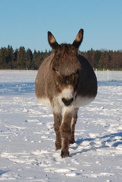 DSC_7146.jpg - Suse - bald breiter wie hoch ;-)