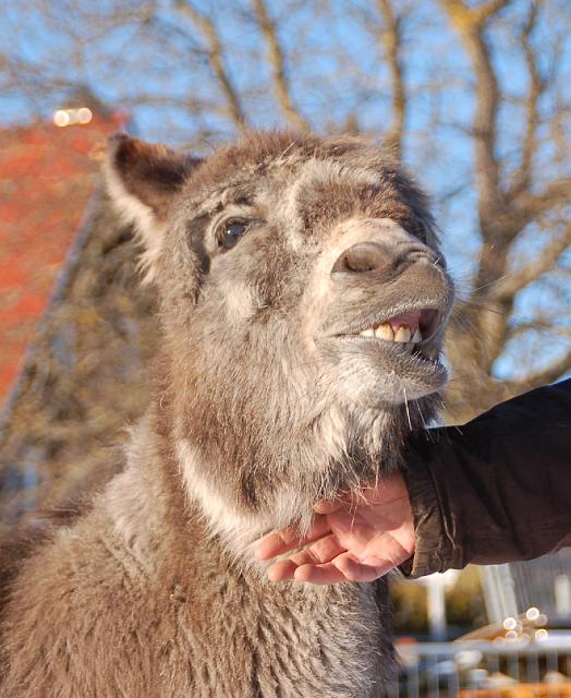 DSC_7161.jpg - Paula