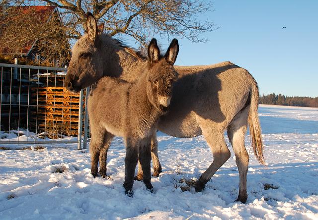DSC_7187.jpg - Emma mit Mama Frieda