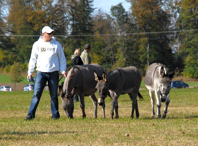 LAD_2651.jpg - 3 oder 4 Esel?Markus, Frieda, Emma und Paula(c) Michael Landmann / albpage.de