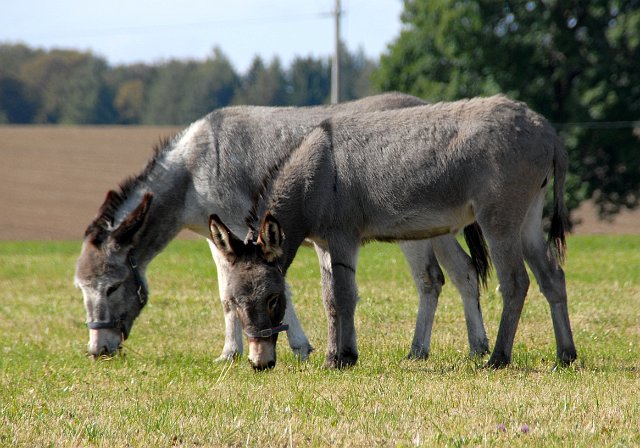 LAD_2653.jpg - Die zwei Schwestern Paula + Emma(c) Michael Landmann / albpage.de