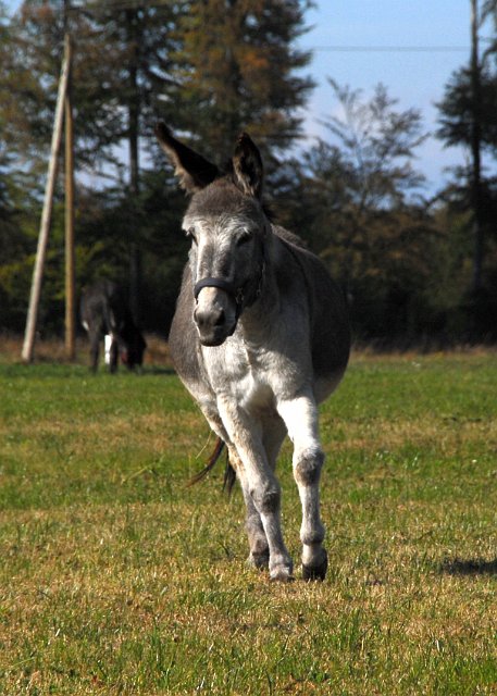 LAD_2658.jpg - Paula(c) Michael Landmann / albpage.de