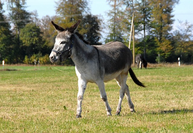 LAD_2659.jpg - Paula(c) Michael Landmann / albpage.de