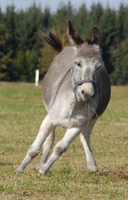 LAD_2662.jpg - Fang mich ;-)(c) Michael Landmann / albpage.de