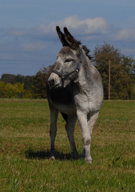 LAD_2663.jpg - Paula(c) Michael Landmann / albpage.de