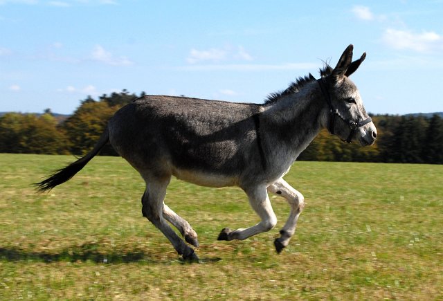 LAD_2666.jpg - Ich bin ja so schnell :-)(c) Michael Landmann / albpage.de