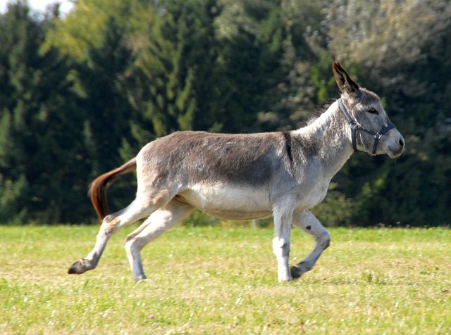 LAD_2668.jpg - Paula(c) Michael Landmann / albpage.de