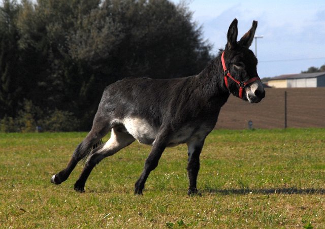 LAD_2670.jpg - Heute geht's auf den frisch gemähten Wiesen mal richtig ab :-)(c) Michael Landmann / albpage.de