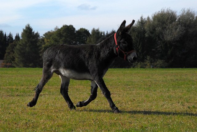 LAD_2676.jpg - Konrad(c) Michael Landmann / albpage.de