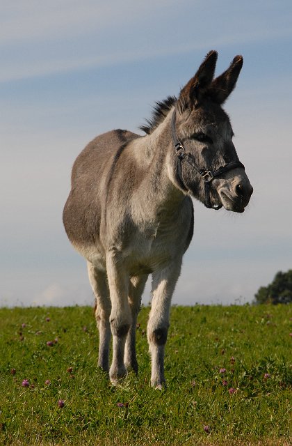 LAD_2698.jpg - Paula (c) Michael Landmann / albpage.de