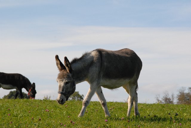 LAD_2701.JPG - Paula(c) Michael Landmann / albpage.de