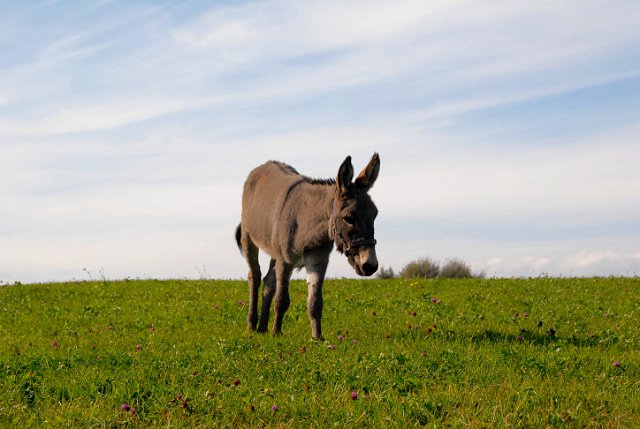 LAD_2704.jpg - Emma(c) Michael Landmann / albpage.de
